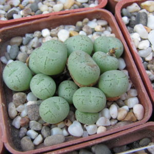 Conophytum    hilli