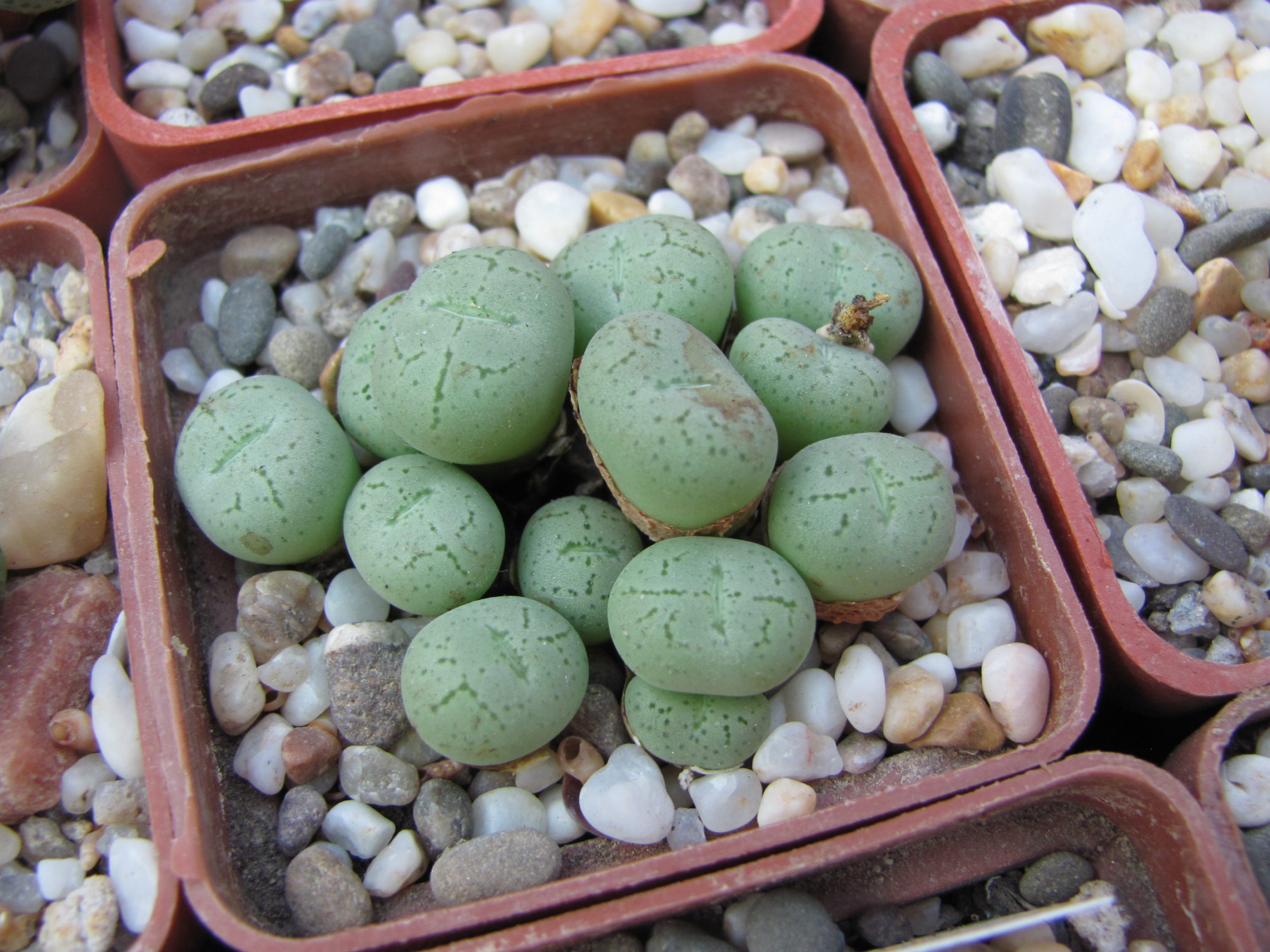 Conophytum    hilli