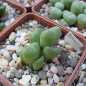 Conophytum     klinghardtense