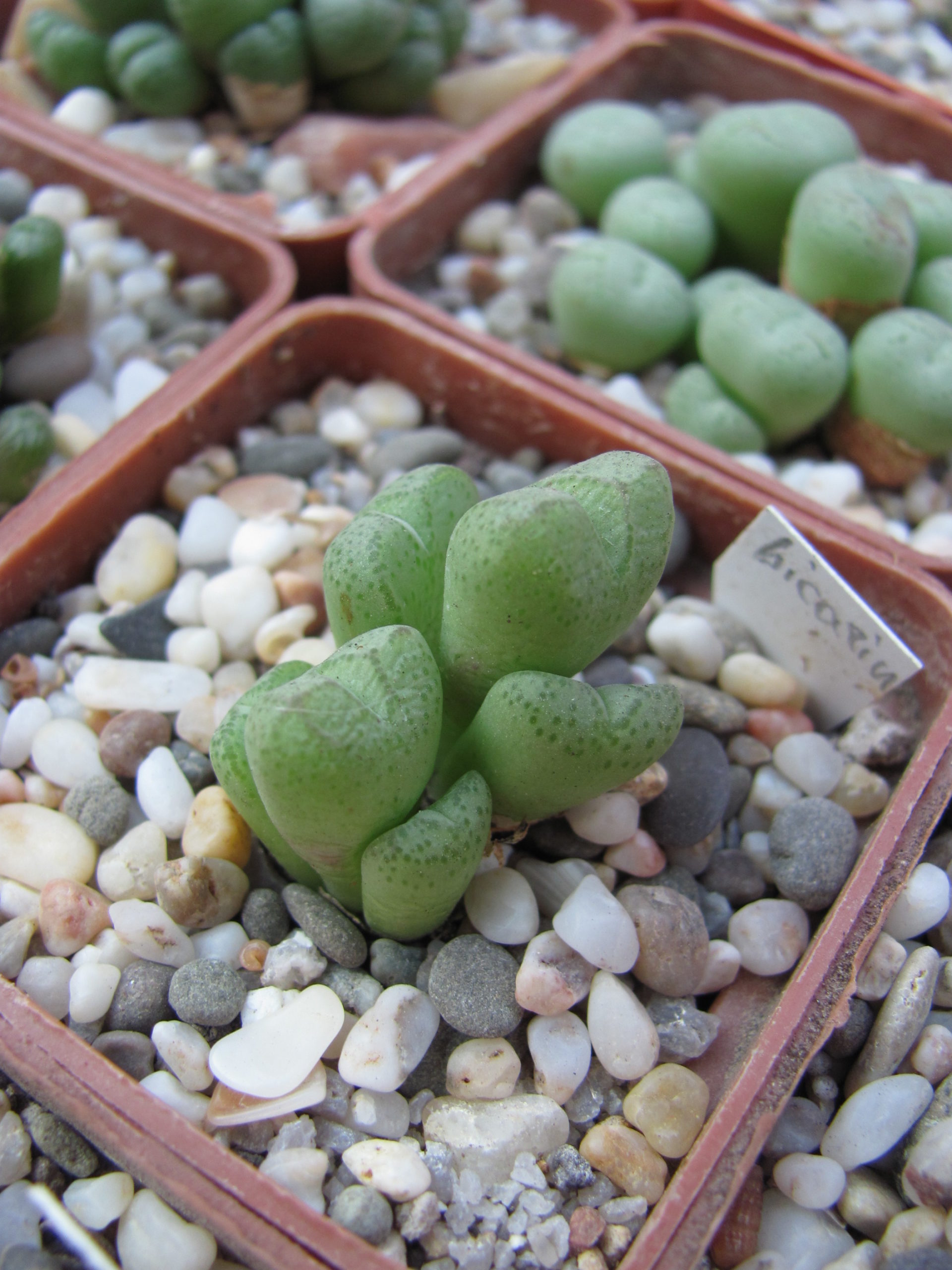 Conophytum     klinghardtense