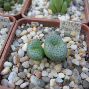 Conophytum    wettsteinii     fragile