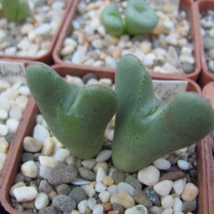Conophytum     elishae