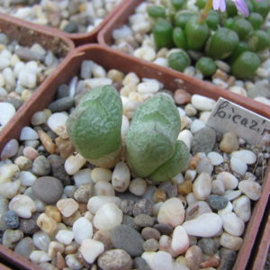 Conophytum    klinghardtense