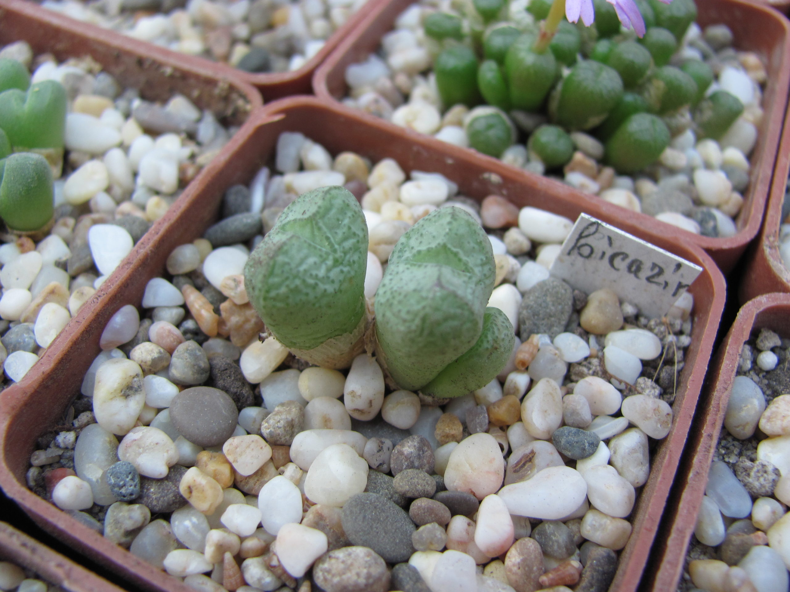Conophytum    klinghardtense