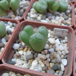 Conophytum    ficiforme