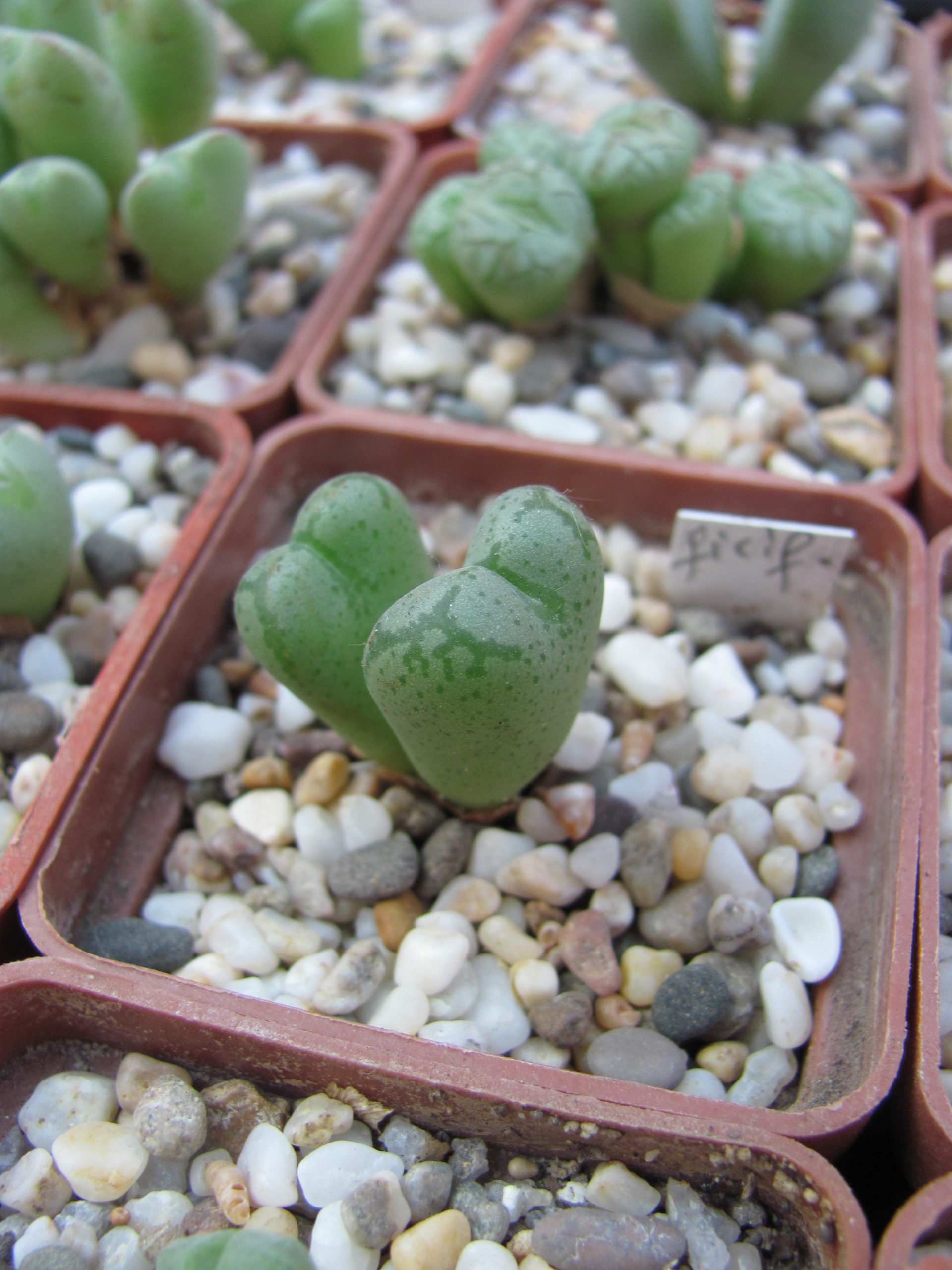 Conophytum    ficiforme