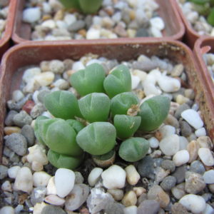 Conophytum    hias
