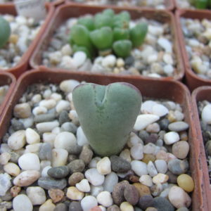 Conophytum    altum