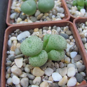Conophytum   gratum    jacobsenianum