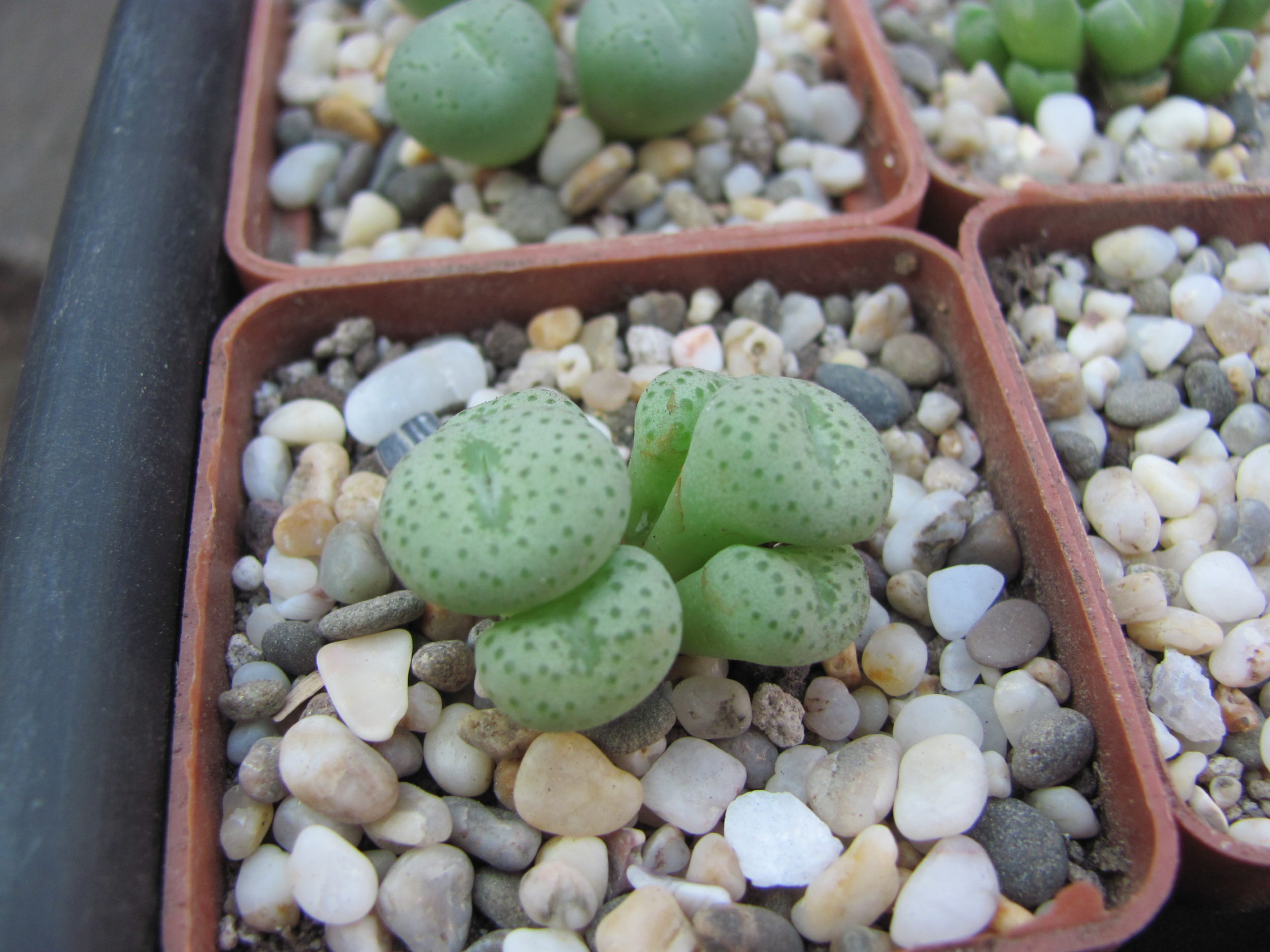 Conophytum   gratum    jacobsenianum