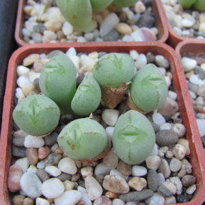 Conophytum   altum