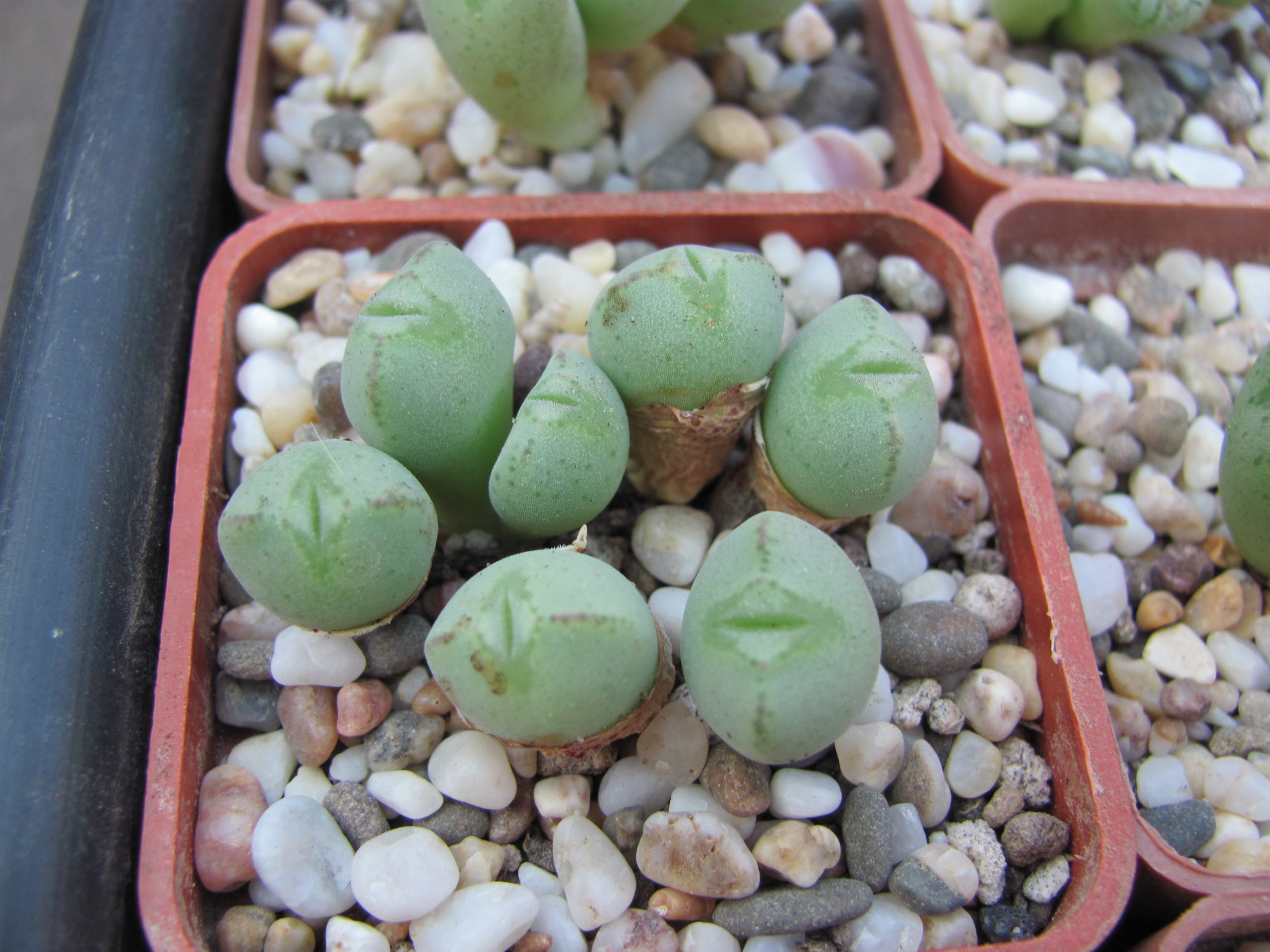 Conophytum   altum