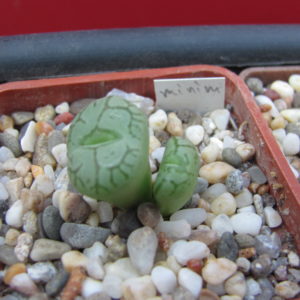 Conophytum   minimum