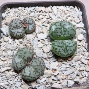 conophytum obcordellum