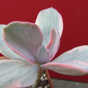 Echeveria   Metallica   Decora