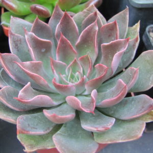 Echeveria     strictiflora    hybr.     F2