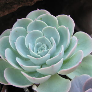 Echeveria    Compton   Carousel   Green