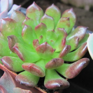 Echeveria    Fantasia   Carol