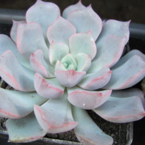 Echeveria   hybr.