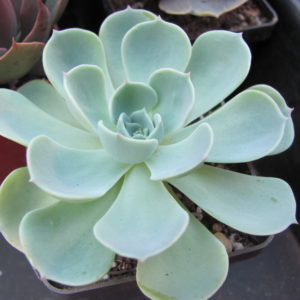 Echeveria    Compton   Carousel      Green