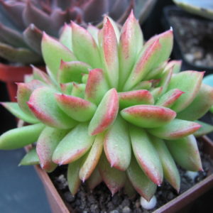 Echeveria    Gilva   cristata