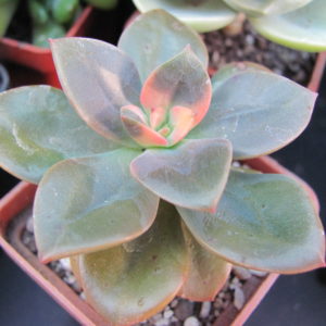 Echeveria    Chroma