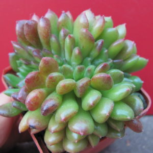 Echeveria    Fantasia   Carol   cristata