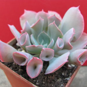 Echeveria    Trumpet   Pinky