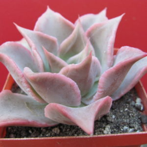 Echeveria   Madiba