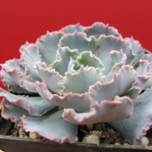 Echeveria     *Сurly   Pearl*