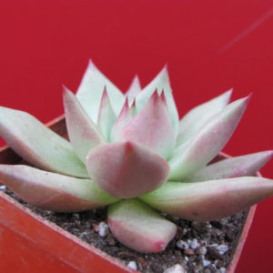 Echeveria    Romeo  x  Ebony