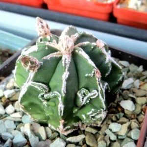 astrophytum fukuryu ball