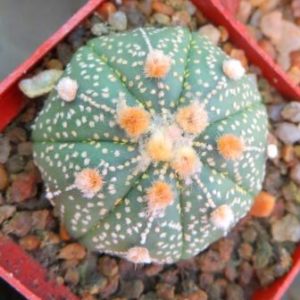 astrophytum multihhybrid