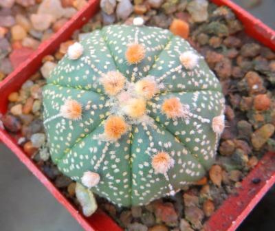 astrophytum multihhybrid