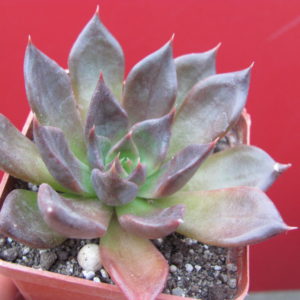 Echeveria    Alfred   Graf