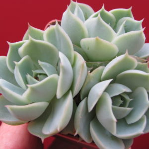 Echeveria     Laguna  Sanchez    hybr.