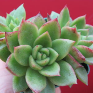 Echeveria    Gilva