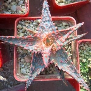 aloe hybrid Тай