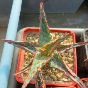 aloe hybrid Тай
