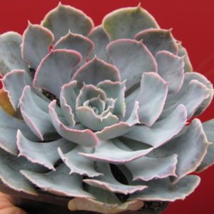 Echeveria    shaviana