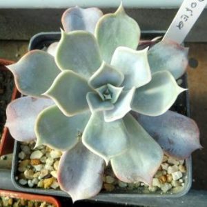 echeveria lilacina rosea