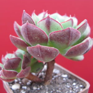 Echeveria    Joan   Daniel