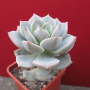 Echeveria    Titubans