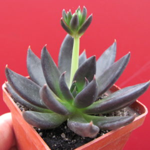 Echeveria     Black   Knight