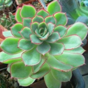 echeveria pulidonis