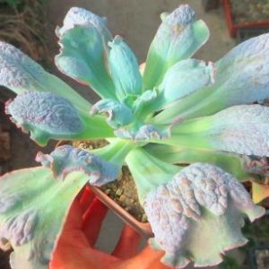 Echeveria linguas