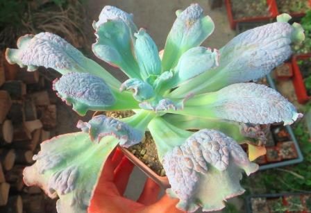 Echeveria linguas
