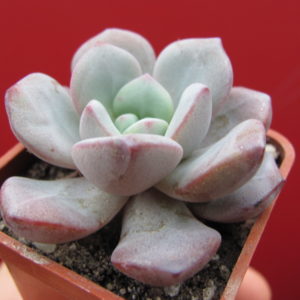 Echeveria     *Jelly   Jem*