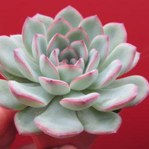 Echeveria    Hercules
