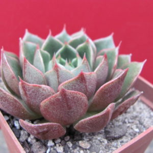 Echeveria     *Yamatomini*